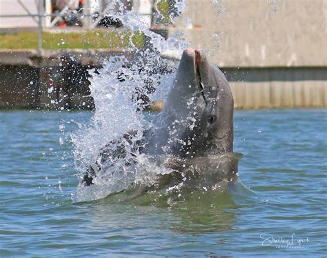manatee tour daytona